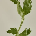 ضد آفتاب استیکی مات کننده بیوتی آف جوسان Beauty Of Joseon Matte Sun Stick Mugwort+Camelia وزن 18 گرم - Image 9